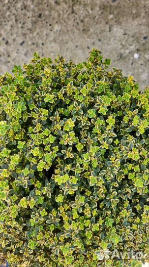 Лаванда, розмарин, тимьян и другие растения