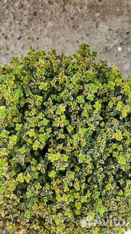 Лаванда, розмарин, тимьян и другие растения