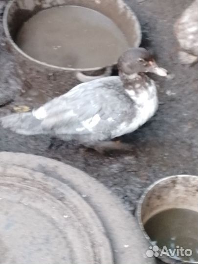 Молодые селезни и индоуточки, яйцо перепелиное на