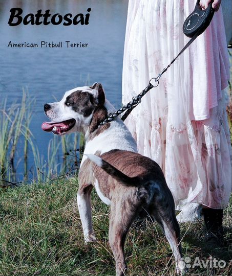 Питбуль кубинский