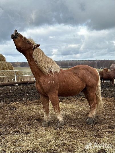 Жеребцы производители