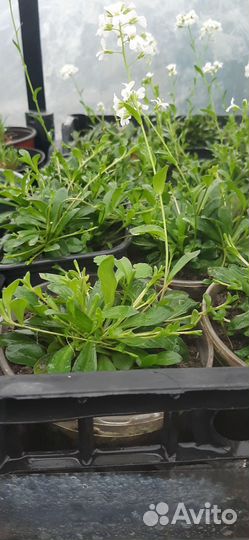 Арабис. Гипсофила. Армерия. Астра вересковая