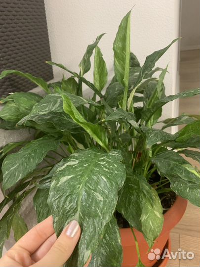 Комнатные цветы