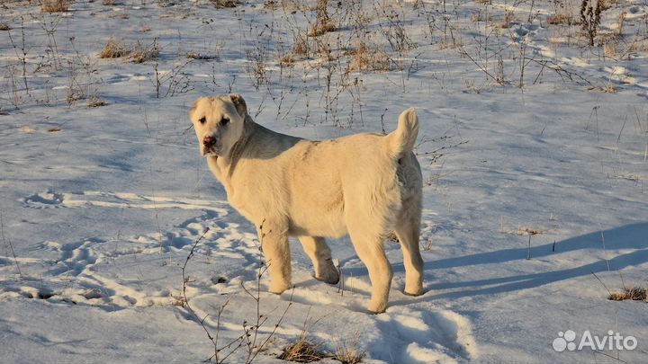 Щенок алабая