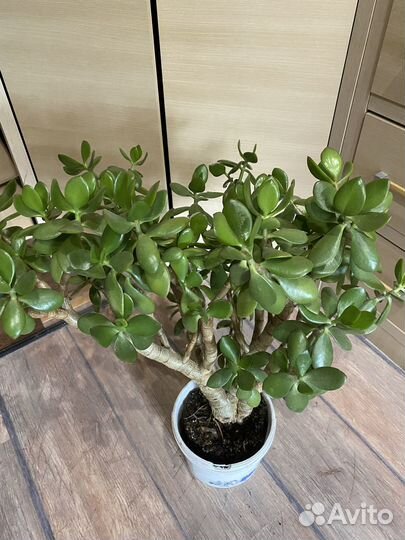 Денежное дерево толстянка