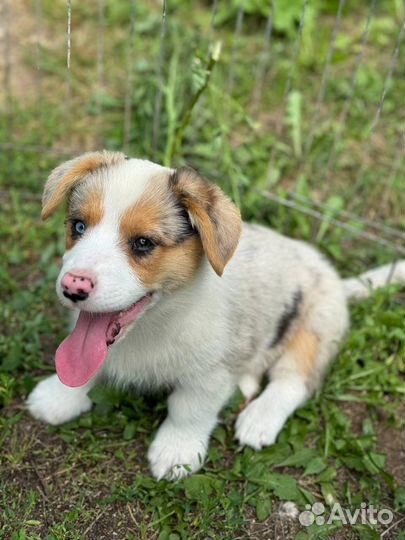 Вельш корги