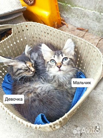 Котята, кот, кошки, котенок мальчик девочка