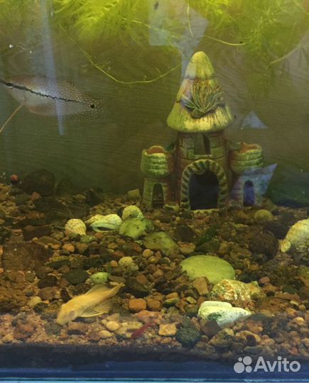 Аквариум