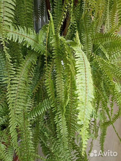 Папоротник комнатный