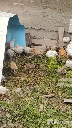 Цыплята породистые