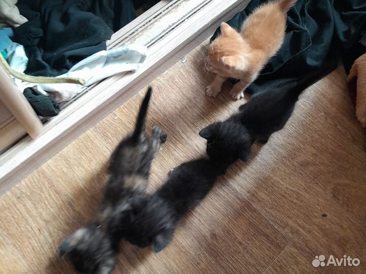 Отдам котят в добрые руки