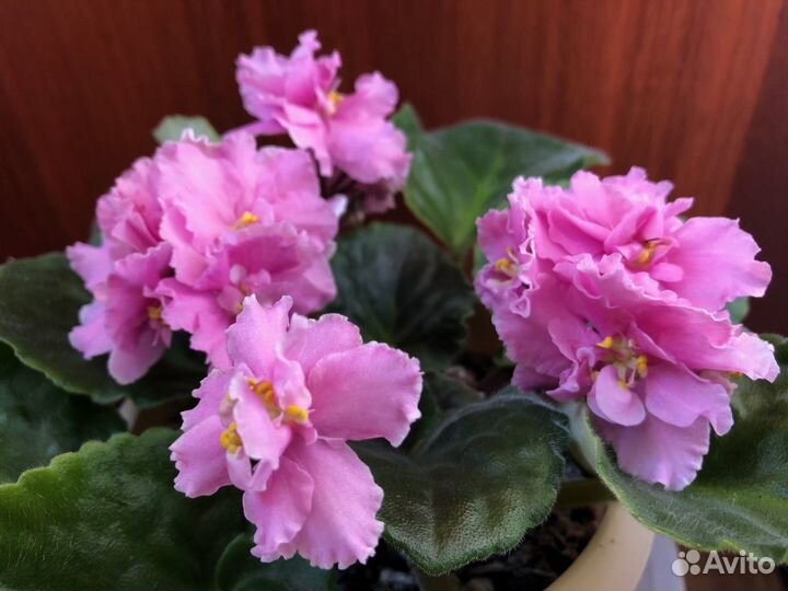 Сортовая фиалка ек Татьяна