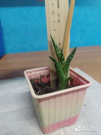 Алое пёстрое или алое тигровое