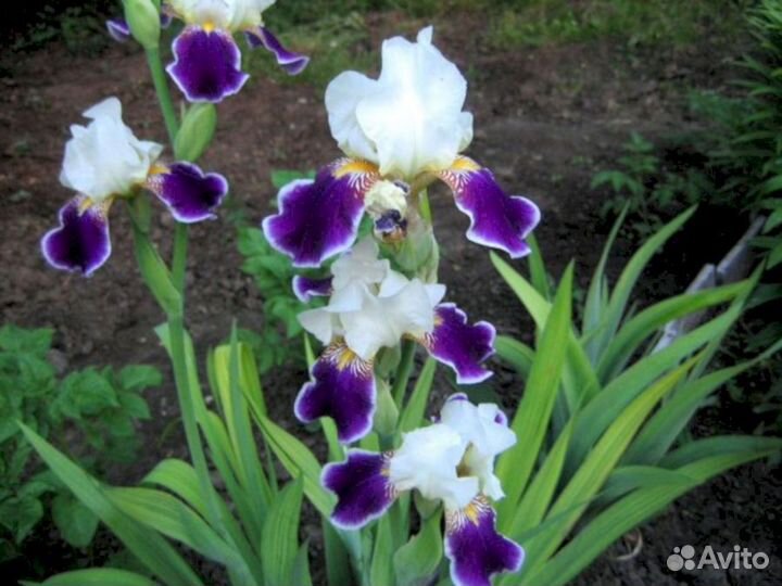 Ирисы Вабаш