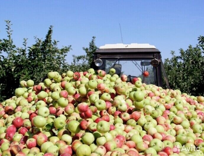 Сборщик яблок в саду с проживанием