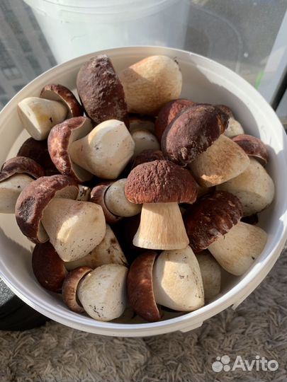 Грибы белые