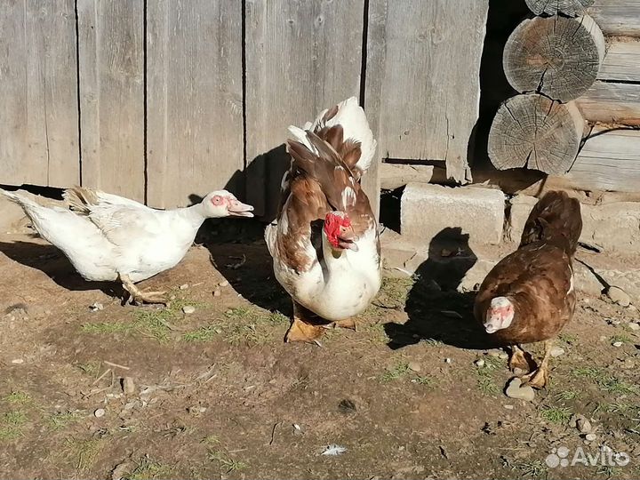 Мускусные утки (индоутки)