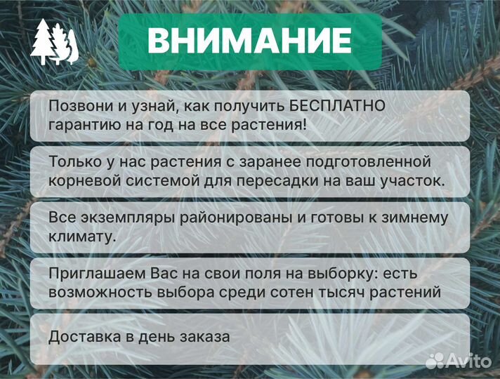 Туя колумна 180 см