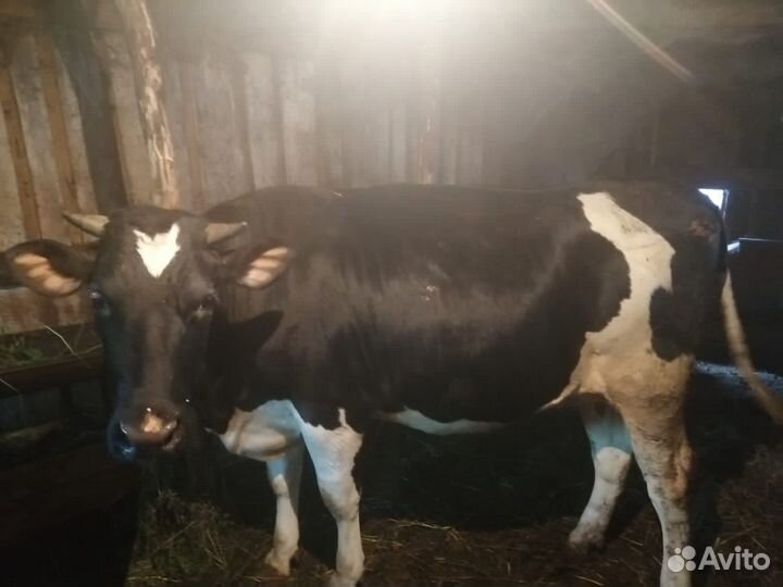 Коровы и телки стельные