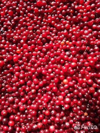 Ягода, Орехи, Сок, Свечи