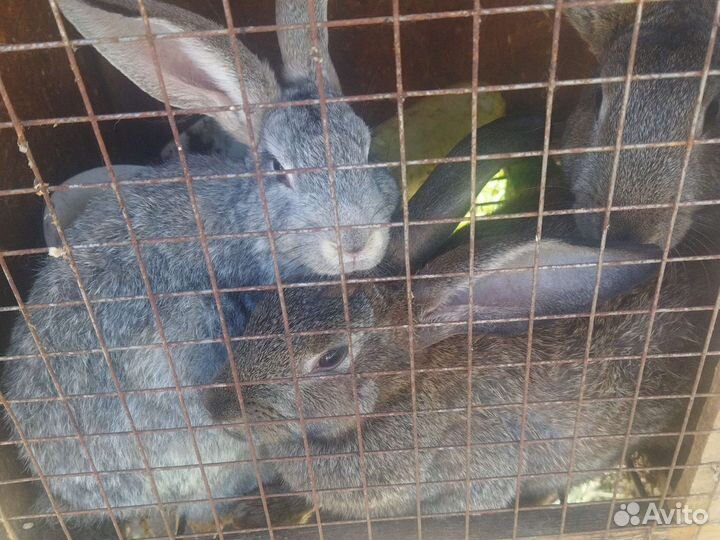 Куры,утки,перепела,кролики