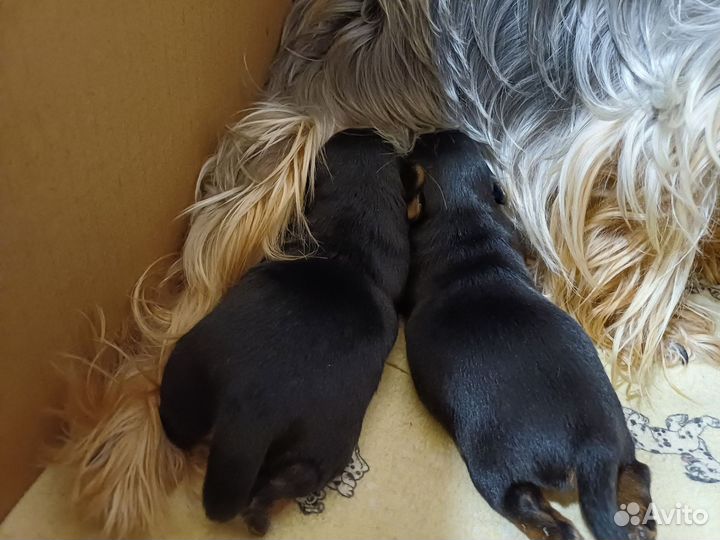 Йоркширский терьер