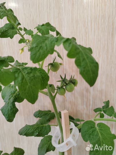 Рассада острого перца