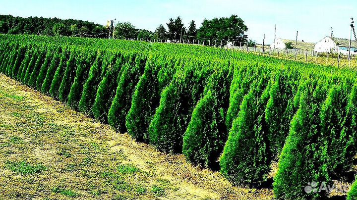 Высокая туя на участок Колумна