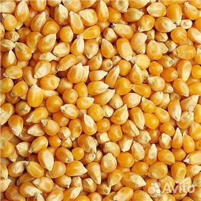 Зерно для попкорна