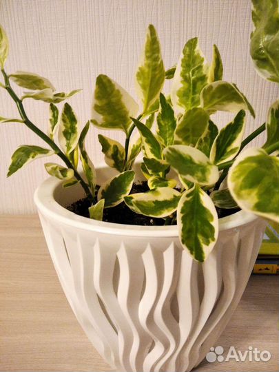 Педилантус