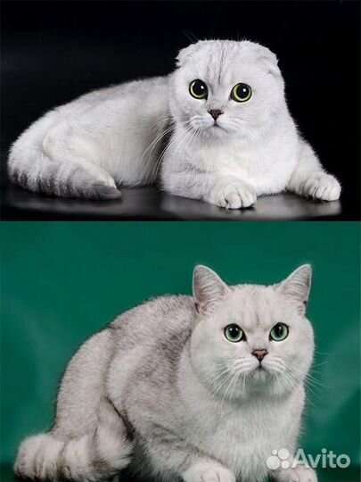 Котики для вязок