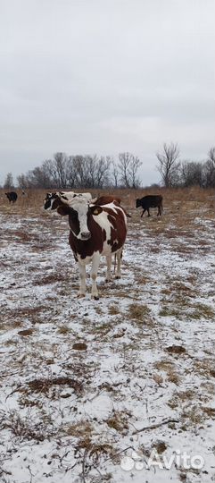 Коровы дойные молочные