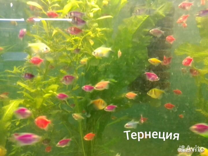 Рыбки домашнего разведения, растения, корма