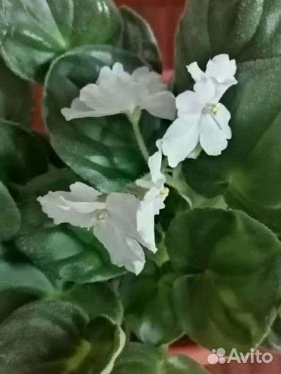 Фиалка оs-джунгарик