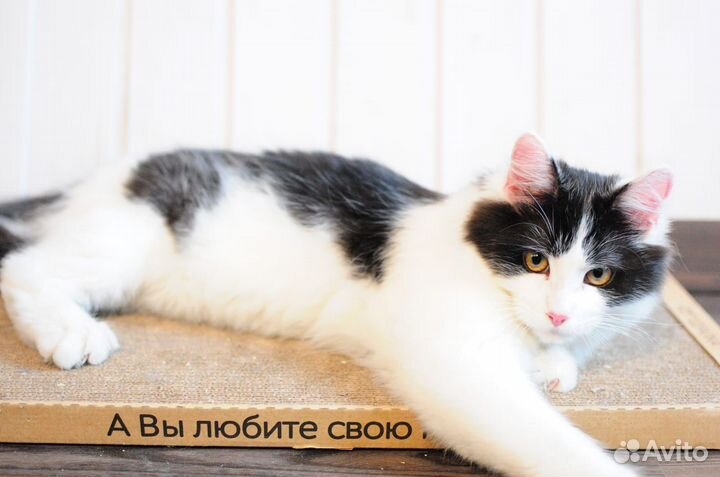 Отдаю чудесного котика в добрые руки