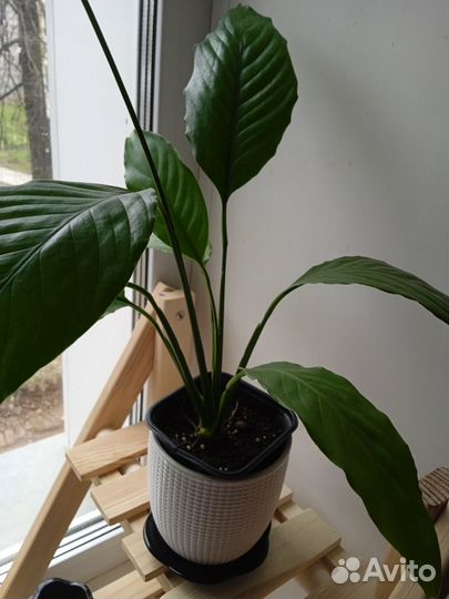 Спатифиллум