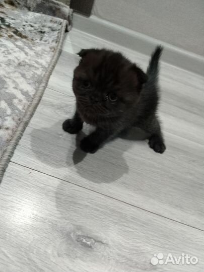 Шотландские котята