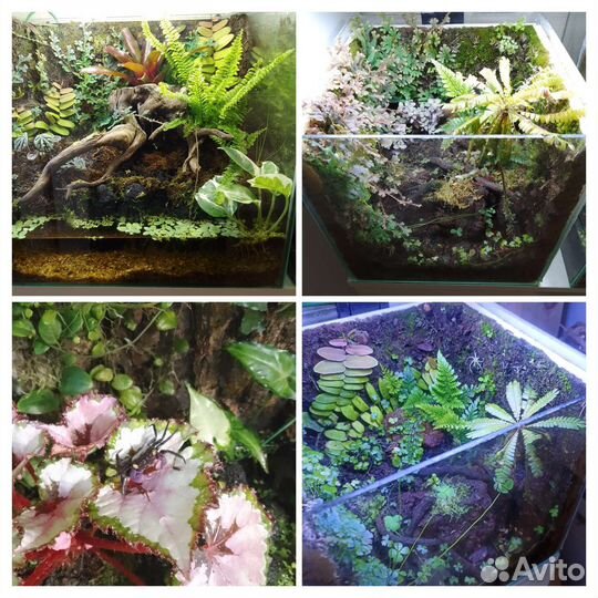 Растения для террариума, растения для флорариума