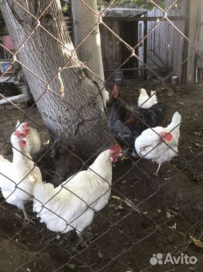 Куры несушки