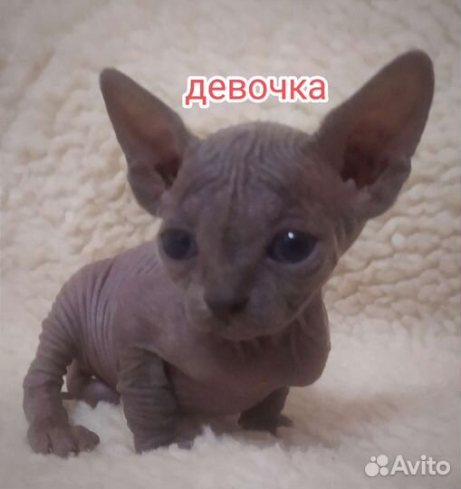 Канадский сфинкс котенок