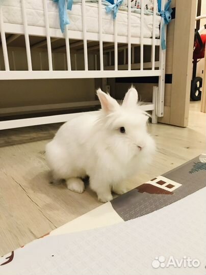 Декоративный кролик в аренду для фотосессий