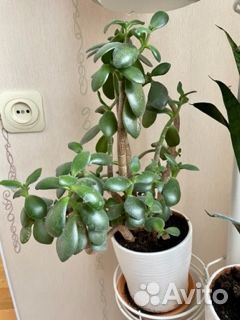 Денежное дерево толстянка