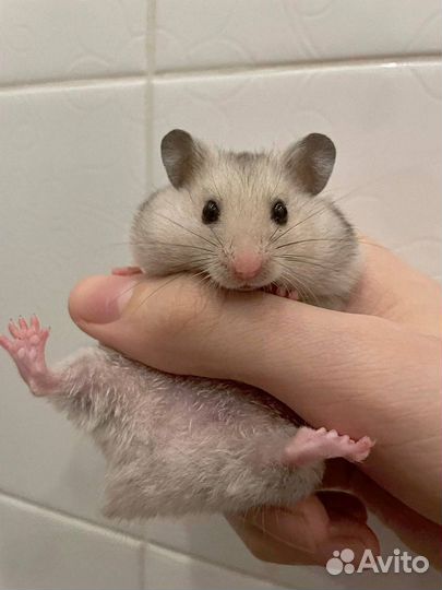 Сирийский хомяк