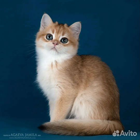 Мальчик золотая британская шиншилла