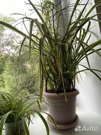 Хлорофитумы и другие цветы