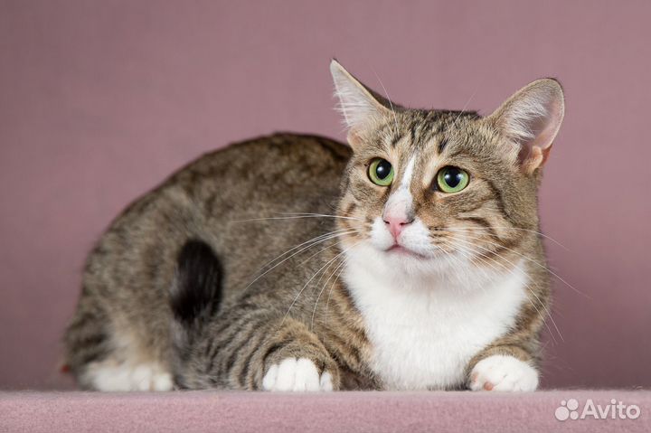 Котик ищет дом