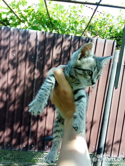 Отдам бесплатно