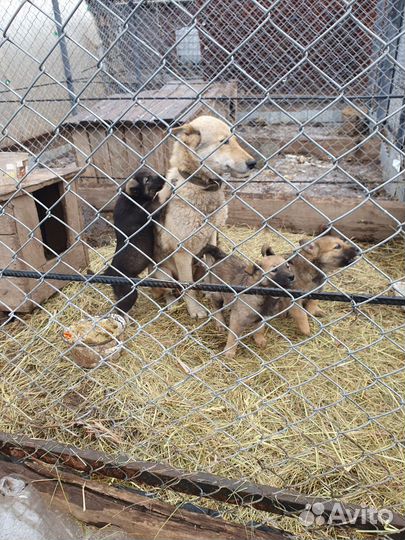 Щенки лайки зсл