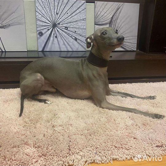 Собака левретка