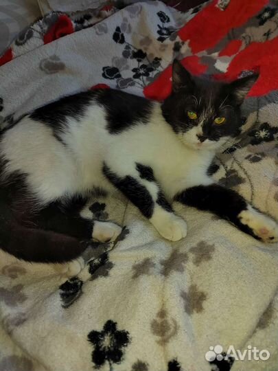 Отдаю бесплатно кошку